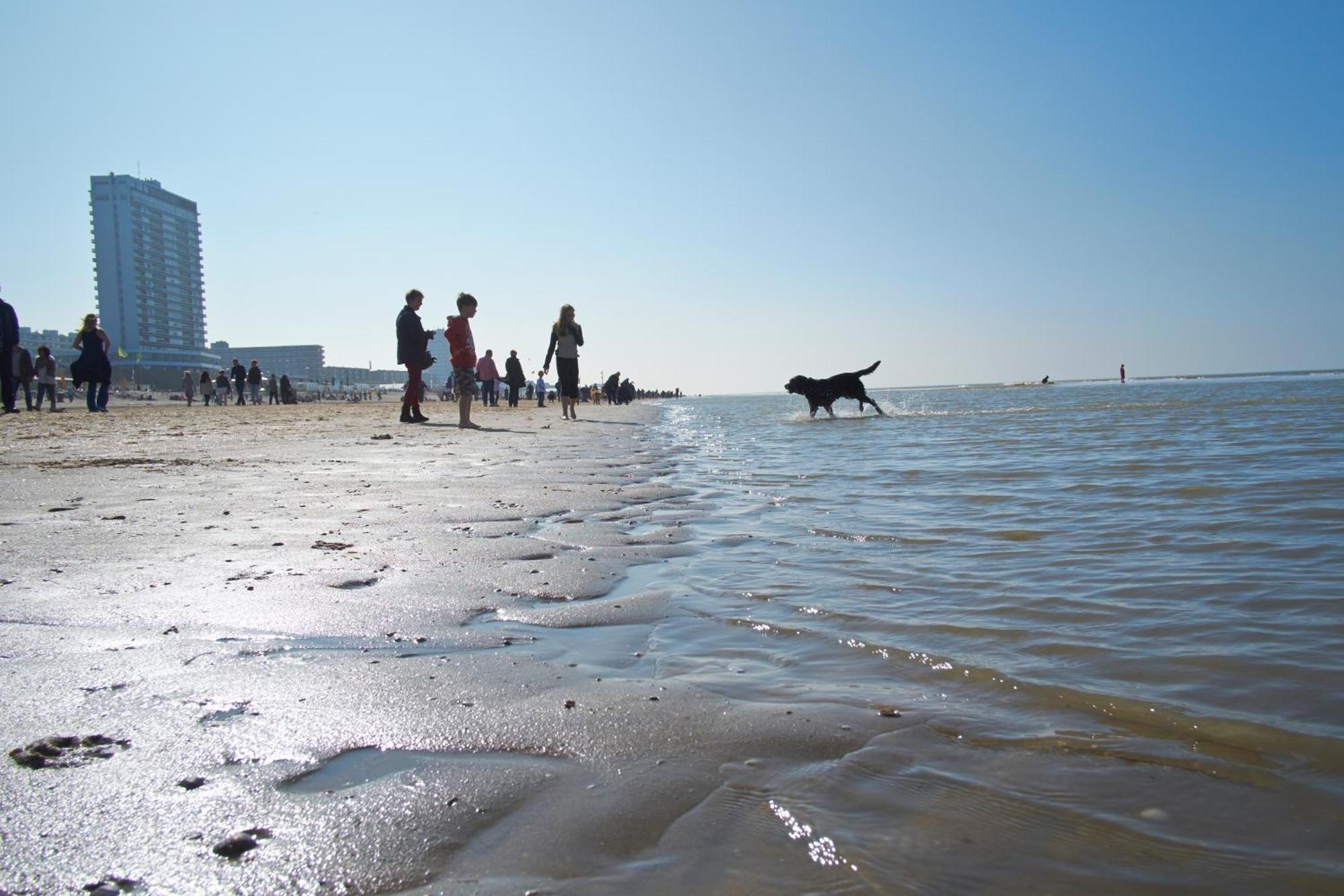 Familie Zwinkels Lejlighed Zandvoort Eksteriør billede